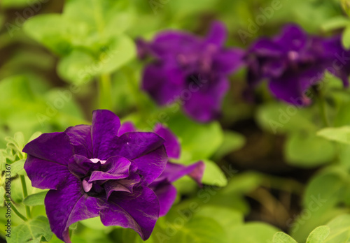 Pink flowers in the garden
