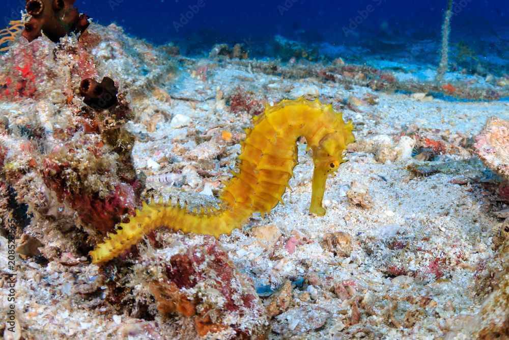 Beautiful yellow Thorny Seahorse on a tropical coral reef Beautiful yellow Thorny Seahorse on a tropical coral reef