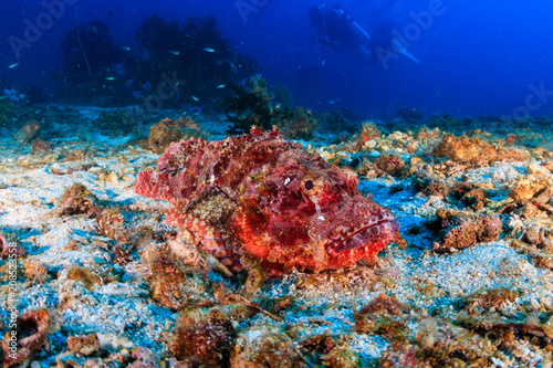 Camouflaged Scorpionfish on a tropical coral reef