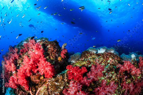 A healthy  colorful tropical coral reef