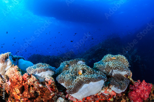 Skunk Clownfish on a tropical coral reef with a boat overhead