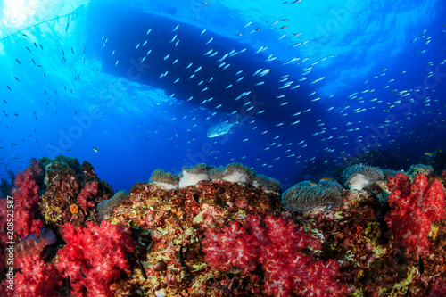 Schools of Tropical Fish swimming around a tropical coral reef in Asia