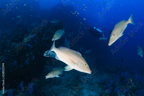 Long Nose Emperor on a tropical coral reef