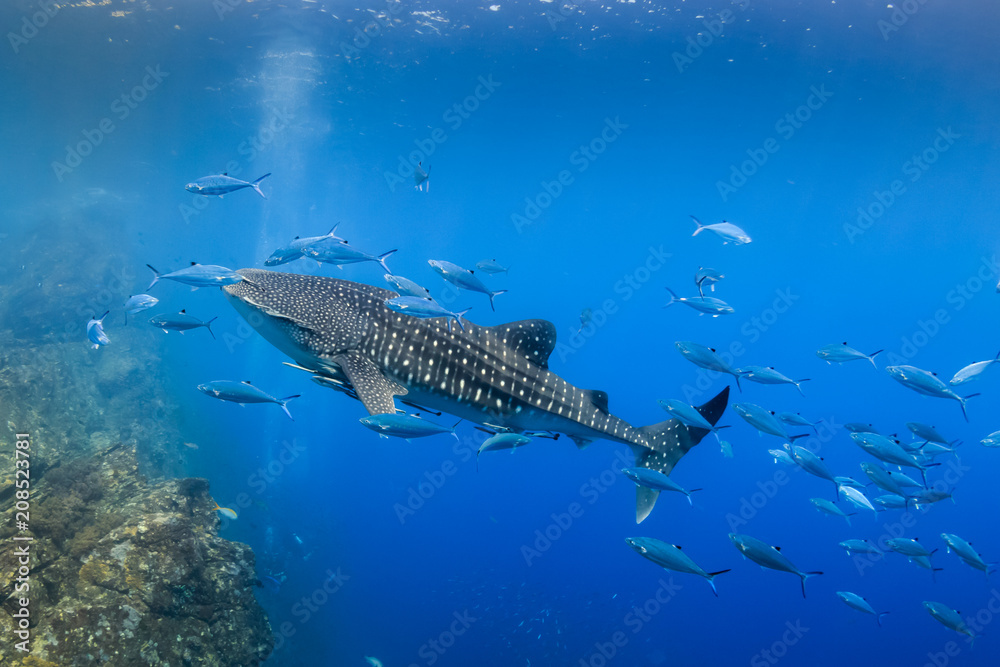 Fototapeta premium Large Whale Shark swimming in shallow water over a tropical coral reef