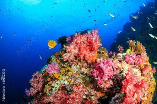 Fototapeta Naklejka Na Ścianę i Meble -  Schools of Tropical Fish swimming around a tropical coral reef in Asia