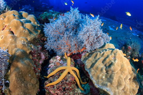 Fototapeta Naklejka Na Ścianę i Meble -  A healthy, colorful tropical coral reef