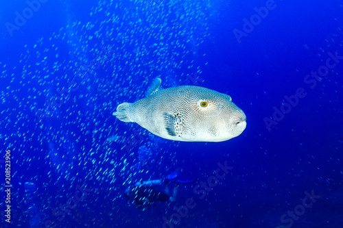 Angry looking Puffer Fish in blue water
