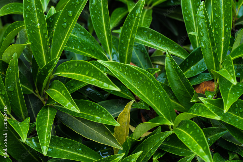 Fototapeta premium nature concept with cherry laurel