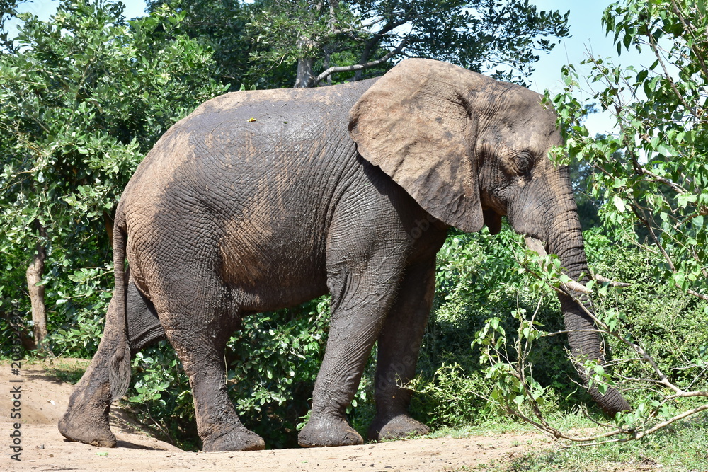 single elephant in green landscape of Kruger National park,South Africa