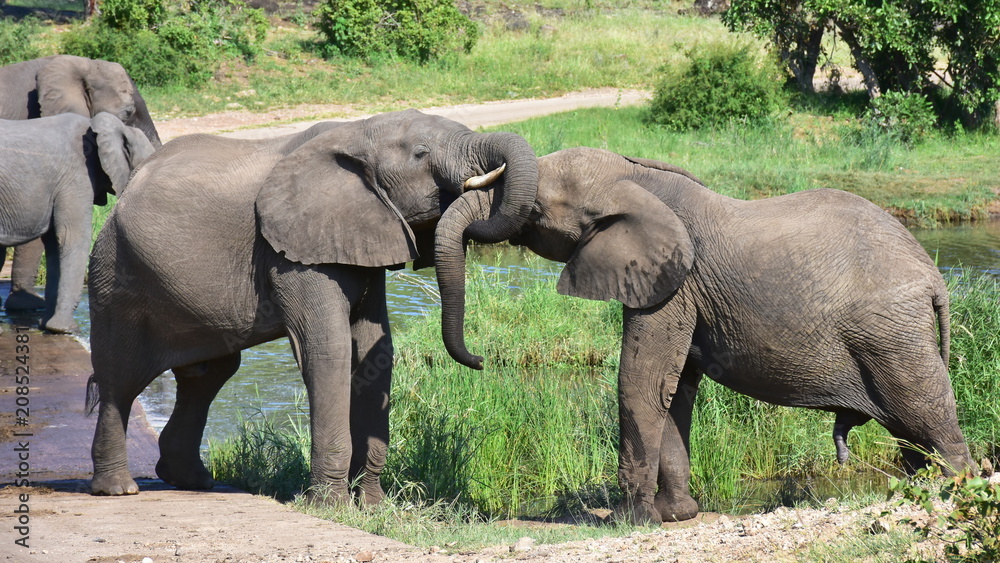 cute elephants in Kruger national park in South Africa