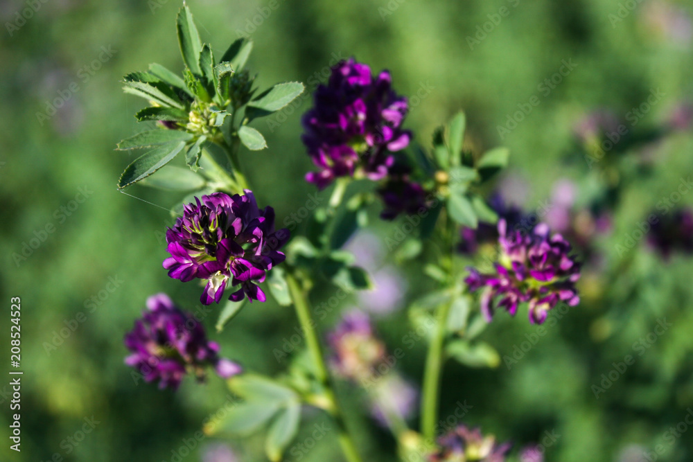 Flowers of alfalfa in the field.Medicago sativa. Flowers of alfalfa in the field.Medicago sativa.