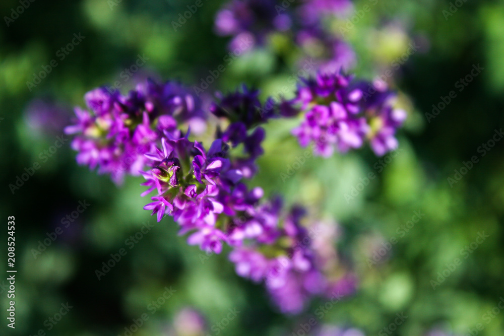 Flowers of alfalfa in the field.Medicago sativa. Flowers of alfalfa in the field.Medicago sativa.