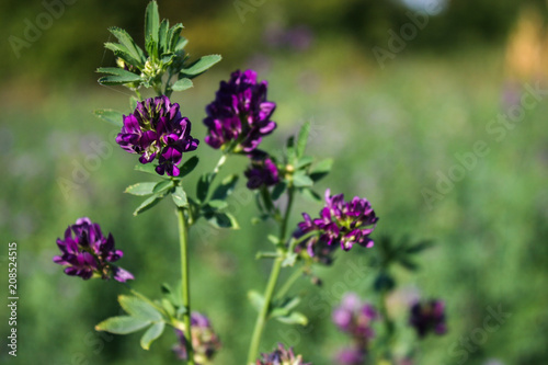 Flowers of alfalfa in the field.Medicago sativa.