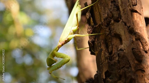 Praying mantis on trunk