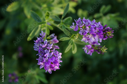 Flowers of alfalfa in the field.Medicago sativa.