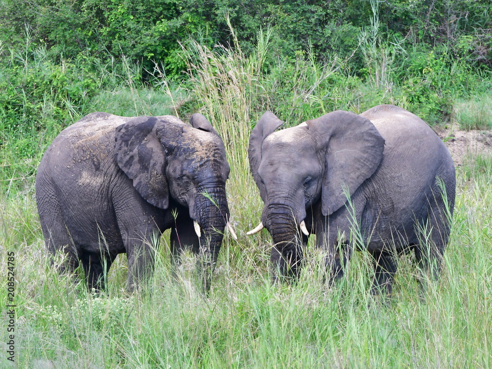 cute elephants in Kruger national park in South Africa