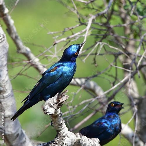 Cape Glossy Starling in Kruger National park in South Africa © gallas