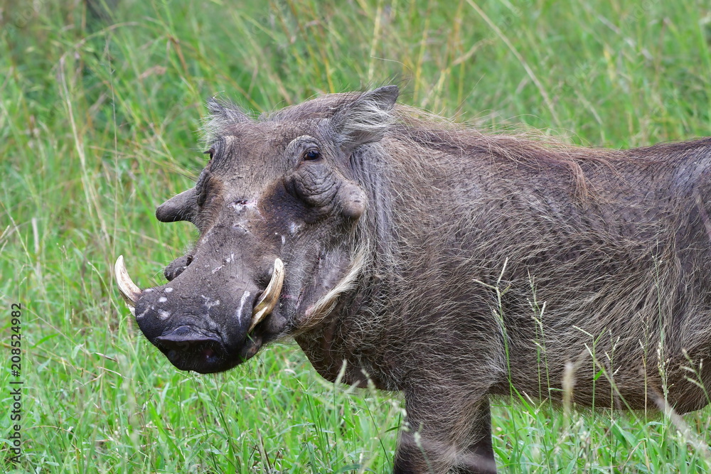 wild warthog in Kruger National park in South Africa wild warthog in Kruger National park in South Africa