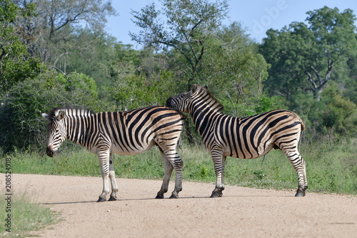 two beautiful zebras  Kruger National park in South Africa