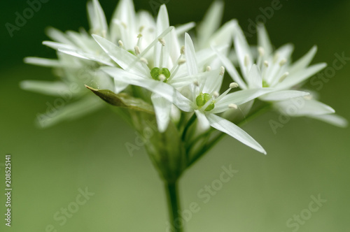 Group of white allium ursinum herbaceous flowers and leaves blurry background in hornbeam forest, beautiful and healthy herb