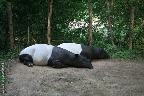 Tapirs in zoo