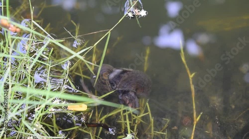 freshwater snail mating