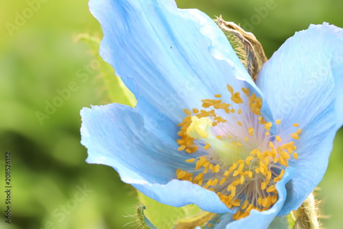 Fototapeta Naklejka Na Ścianę i Meble -  Himalayan blue poppy 