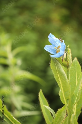 Fototapeta Naklejka Na Ścianę i Meble -  Himalayan blue poppy 