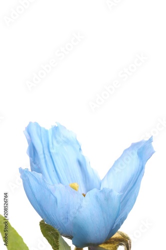 Fototapeta Naklejka Na Ścianę i Meble -  Himalayan blue poppy 