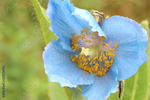 Fototapeta Naklejka Na Ścianę i Meble -  Himalayan blue poppy 