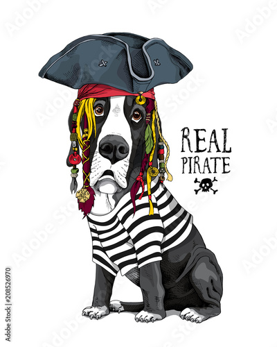 Vector illustration with Great Dane Dog in a striped cardigan, captain hat, bandana and with a dreadlocks. Real pirate - lettering quote. Poster, hand drawn style t-shirt print.