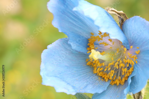 Fototapeta Naklejka Na Ścianę i Meble -  Himalayan blue poppy 