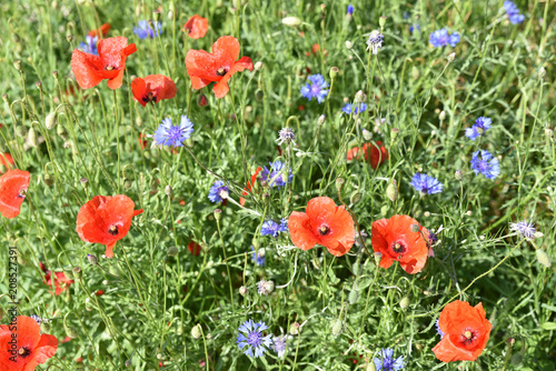 Fototapeta Naklejka Na Ścianę i Meble -  Bleuets et coquelicots