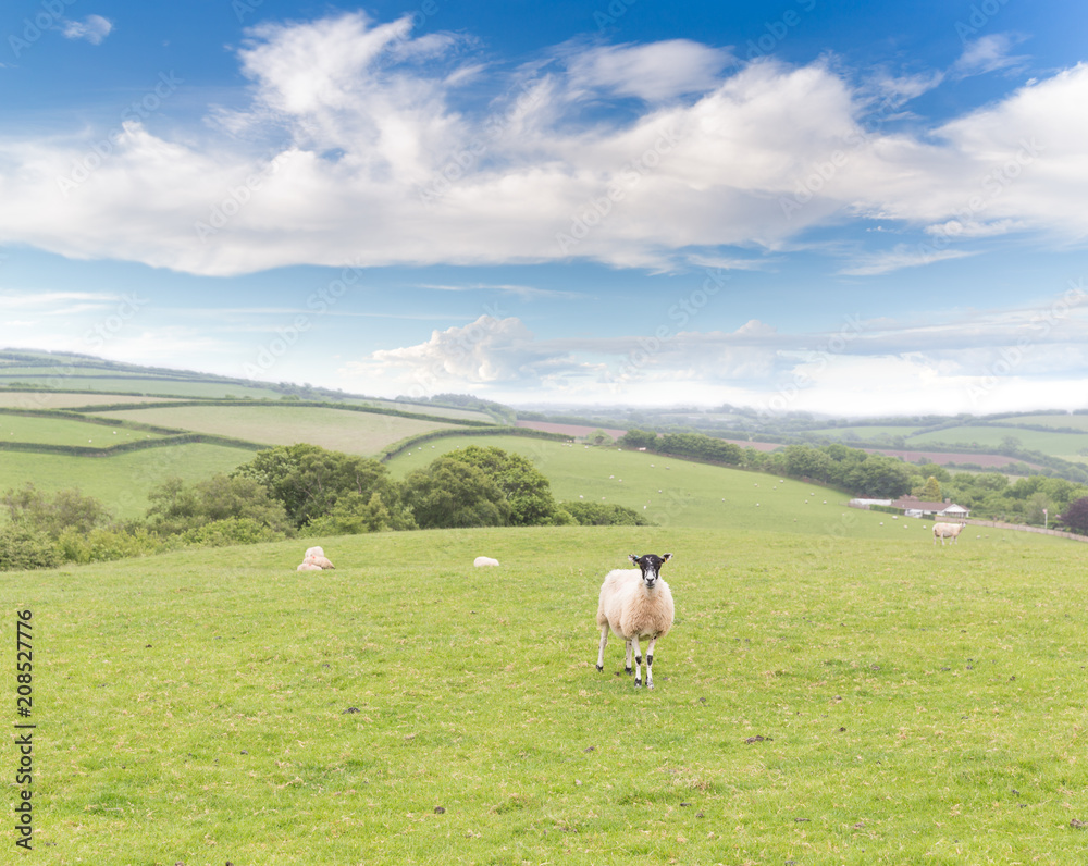 Fototapeta premium Idillic landscape with sheep, lambs, ram on a perfect juicy gree