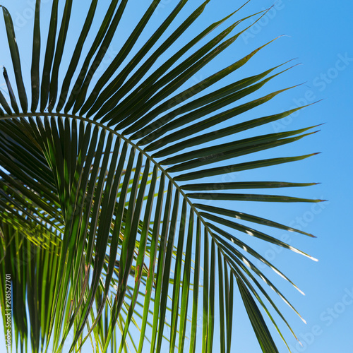 Tropic palm leaves in front of the blue sky