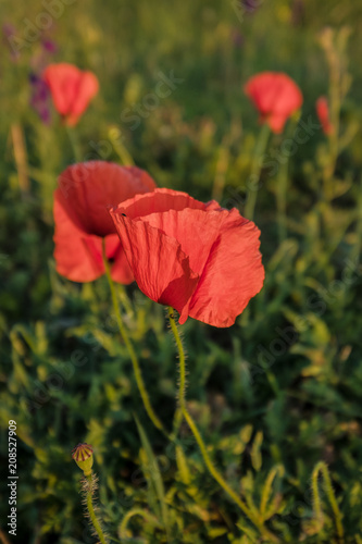 Fototapeta Naklejka Na Ścianę i Meble -  red poppies 