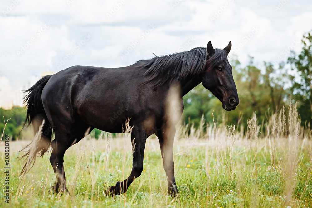 Portrait of beautiful black horse in summer Portrait of beautiful black horse in summer
