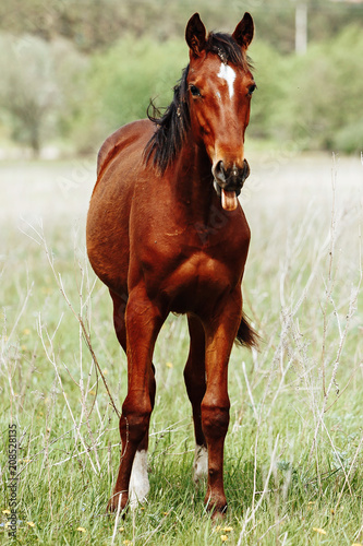 Young horse laughing and smiling on the field with trees background