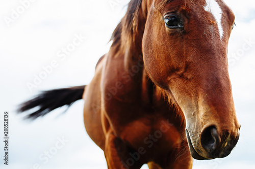 Fototapeta Portret piękny czerwony koń w lecie