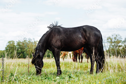 Beautiful horse is eating grass in the field. © matilda553