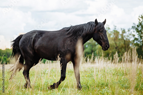 Portrait of beautiful black horse in summer