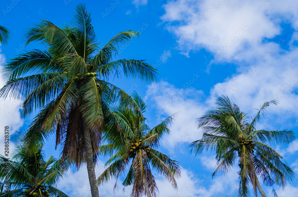 Obraz premium Coconut palm trees