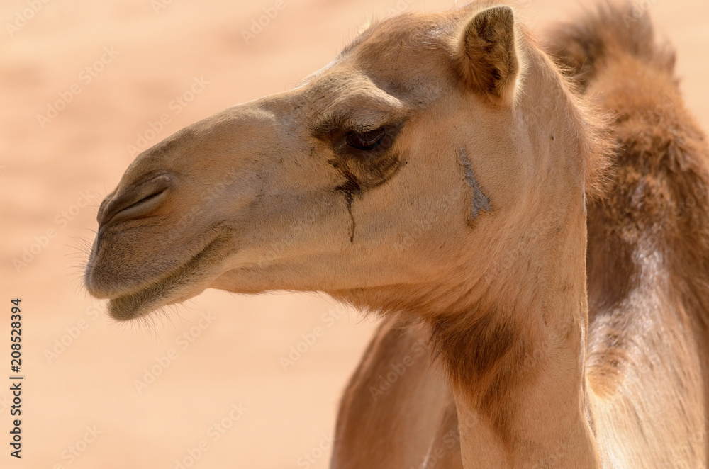 Fototapeta premium Close up side view of a camel