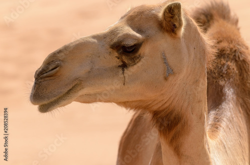Close up side view of a camel © Dionell
