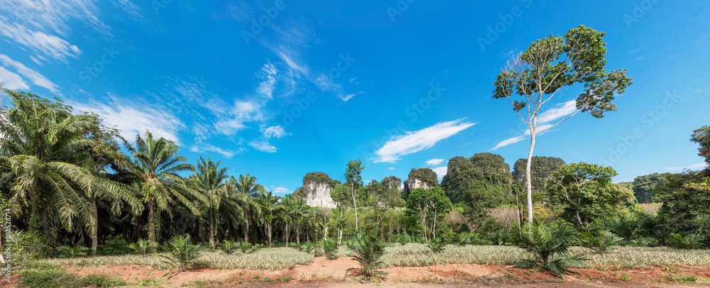 Obraz premium African oil palm plantation in Thailand
