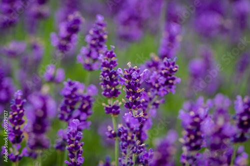 Lavender field close up view