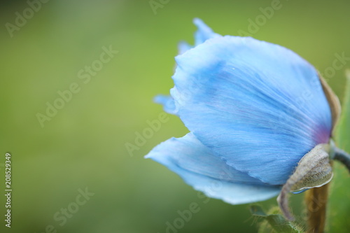 Fototapeta Naklejka Na Ścianę i Meble -  Himalayan blue poppy 