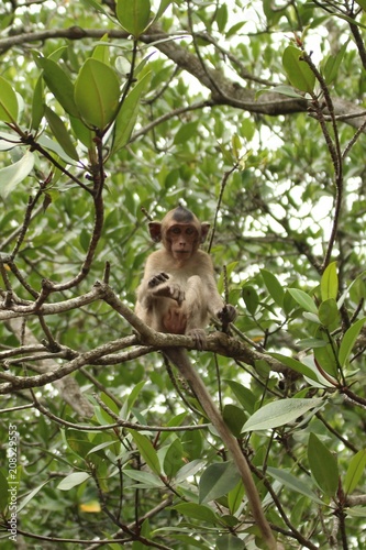 monkey island, vietnam, can gio