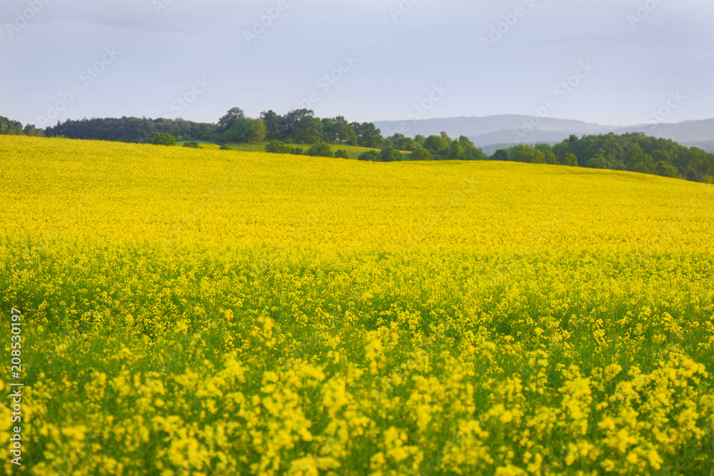 Spring Landscape with Fields of Oilseed Rape in Bloom under Blue Sky .