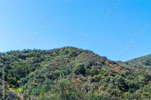 Blue sky and high brush on top of California mountain area on warm summer morning